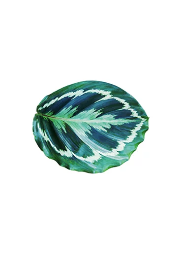 Americano Calathea